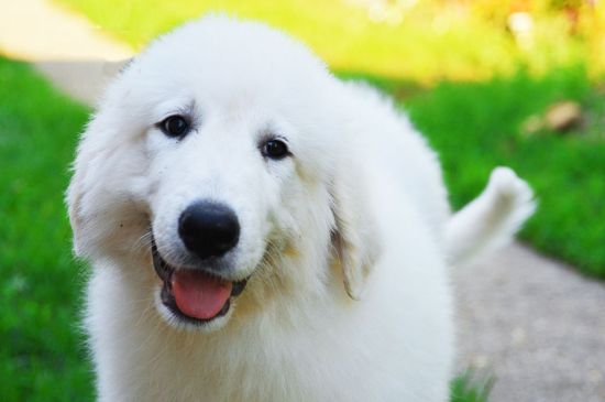 White Great Pyrenees picture