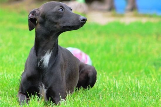 Black Italian greyhound picture