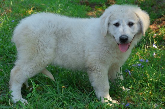 Kuvasz