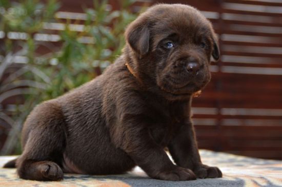 Labrador Puppy picture