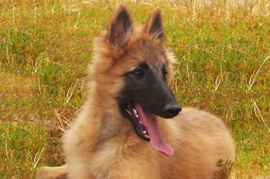 Belgian Tervuren