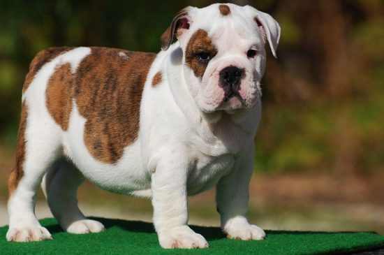 how much do miniature english bulldogs weigh