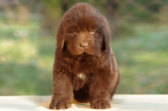 Brown Newfoundland Puppy image