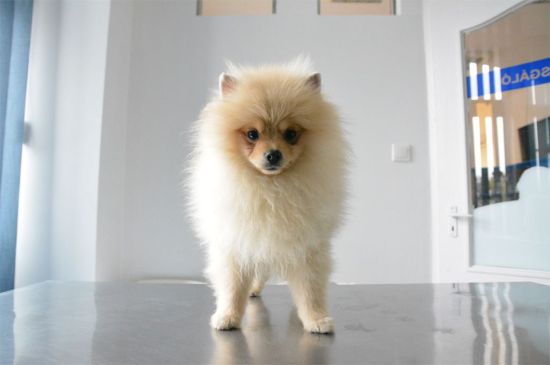 Creme Pomeranian Puppy picture
