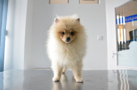 Pomerano