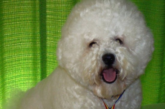 Bichon Frise Hund