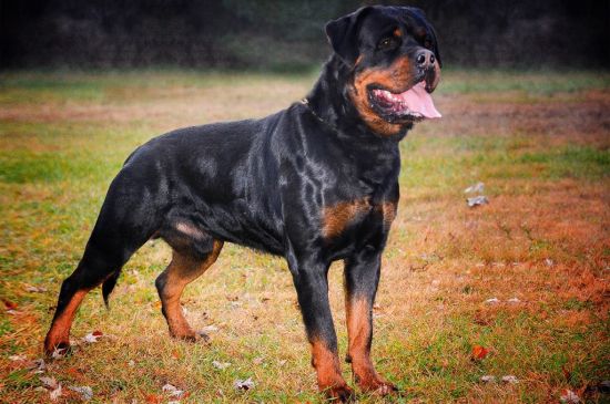 Black and Tan Rottweiler picture