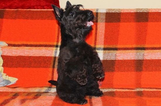 Black Scottish Terrier Puppy picture