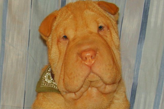 Chinesische Shar-Pei