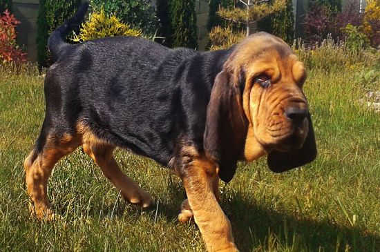 Black and Tan Bloodhound picture