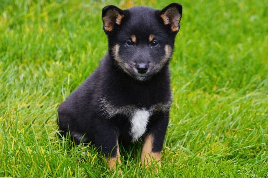 Tricolor Shiba Inu Puppy picture