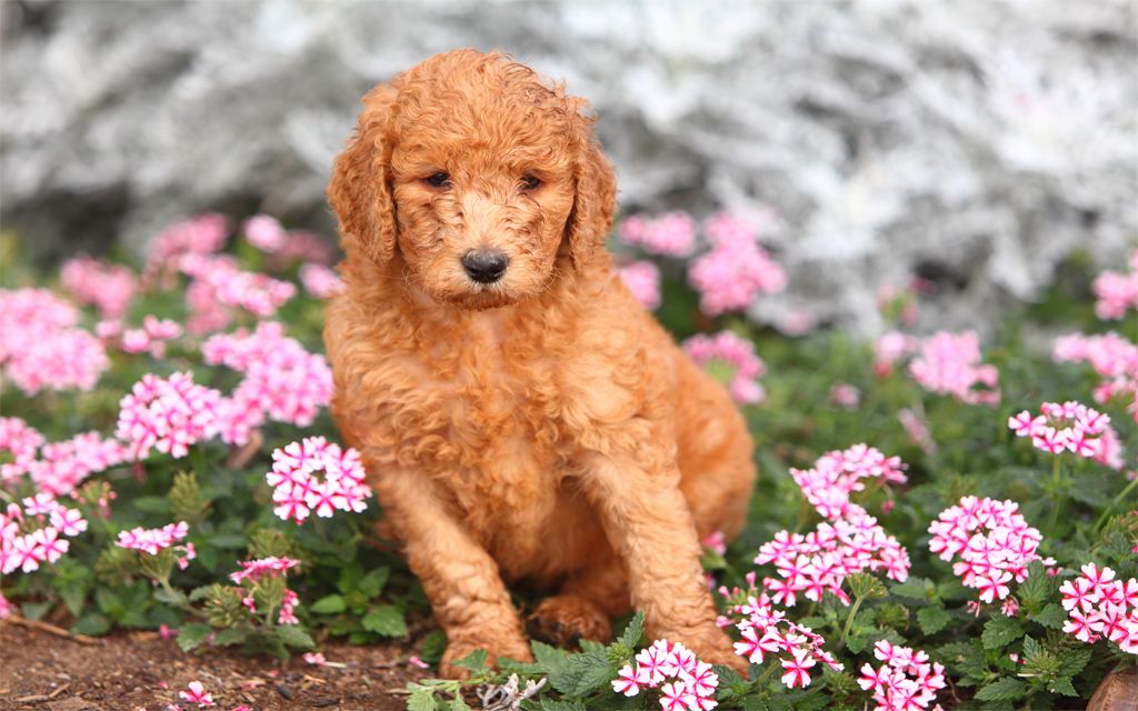 Red Standard Poodle Puppy picture