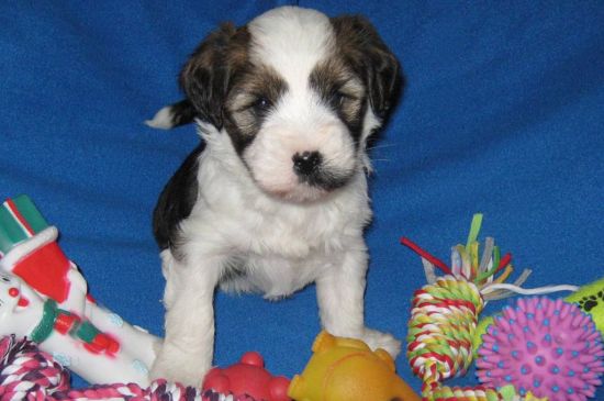 White with markings Tibetan Terrier Puppy picture