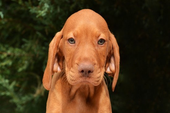 Hungarian Vizsla