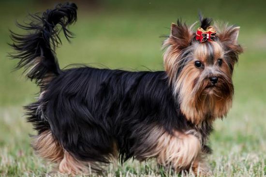 Black and Tan Yorkshire terrier picture