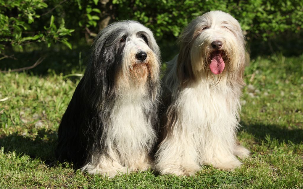 Black and White Bearded Collie picture