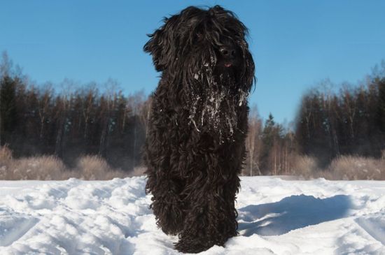 Black Russian Terrier picture