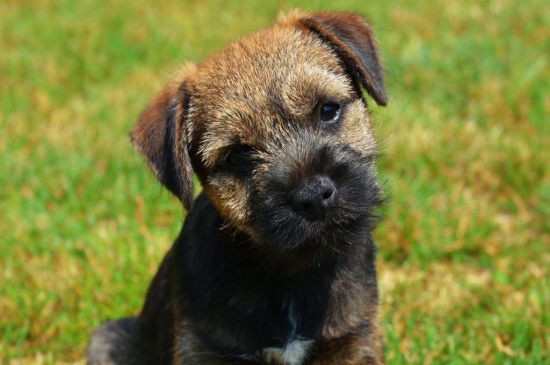Grizzle Border Terrier Puppy image