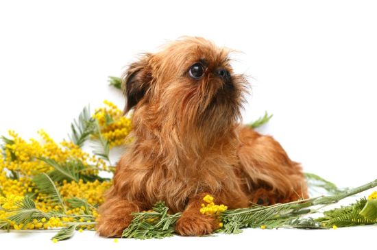 Red Brussels Griffon Puppy picture