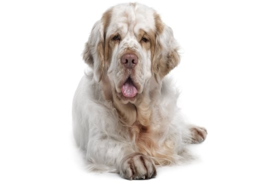 Clumber Spaniel