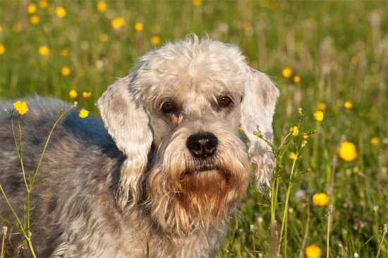 Terrier Dandie Dinmont