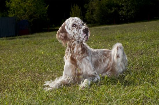 White with markings English Setter picture