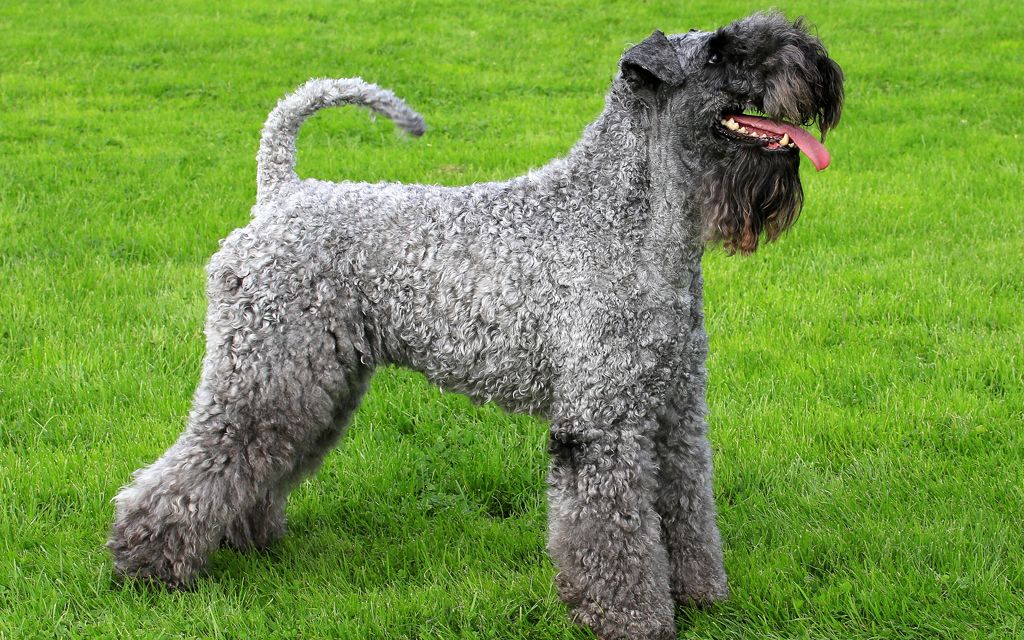 Kerry Blue Terrier picture