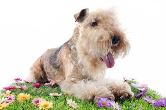 are lakeland terriers affectionate dogs