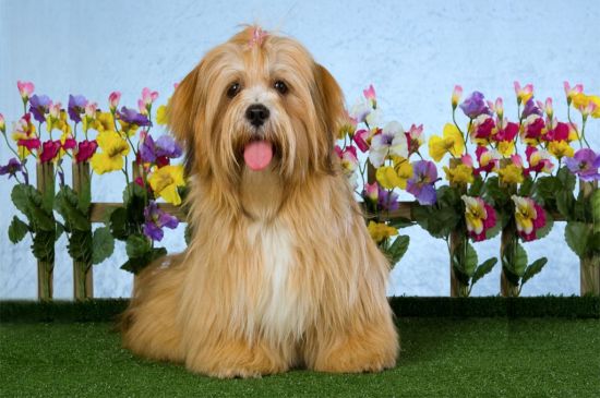 is there a lhasa apso in england