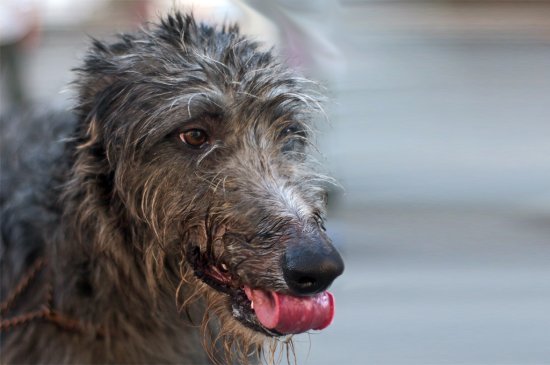 Deerhound Escocés