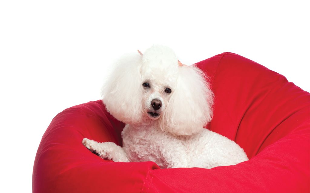 Toy Poodle picture