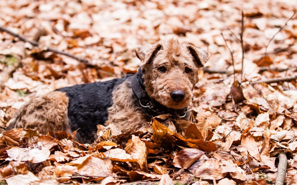 Welsh Terrier Puppy picture