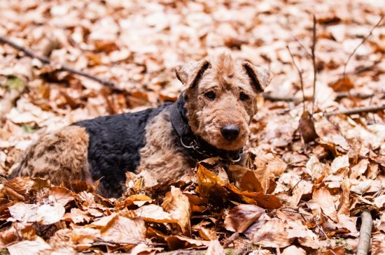 Terrier Galés