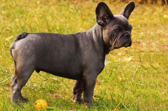 Blue French Bulldog picture
