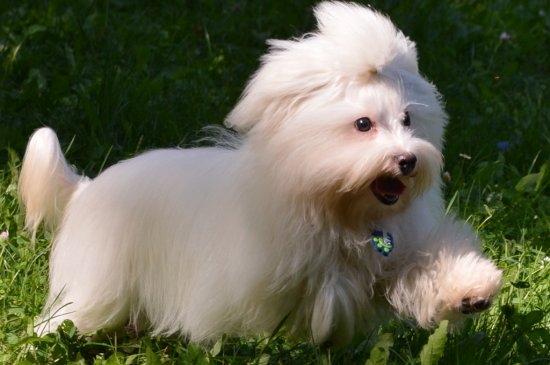 Maltese