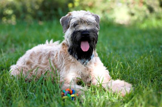 Soft Coated Wheaten Terrier picture
