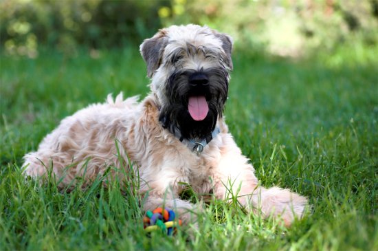 Irischer Weicher Stichelhaariger Weizen-Terrier