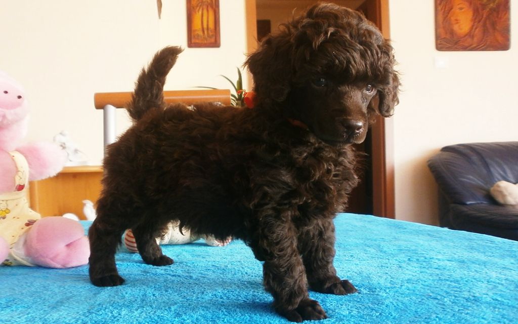 Chocolate Miniature Poodle Puppy picture