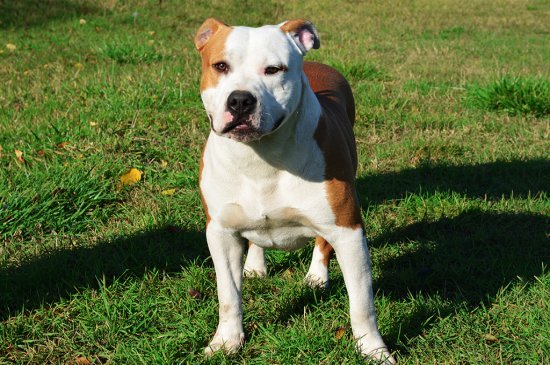 Amerikanischer Staffordshire-Terrier Hund