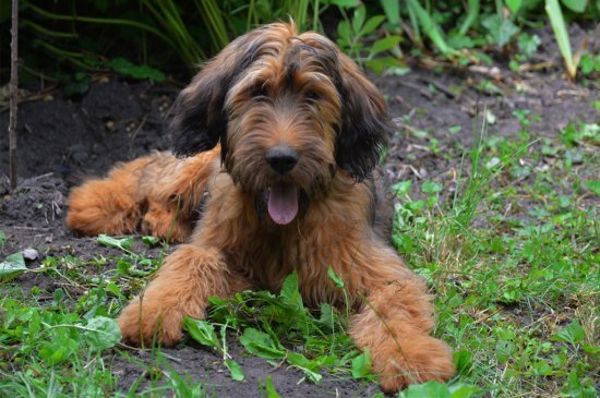 Briard perro