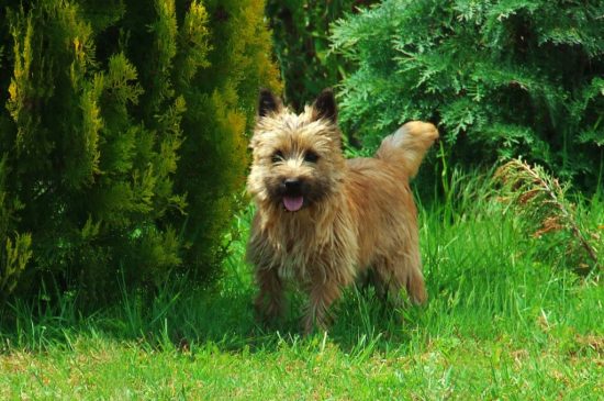 Cairn Terrier dog