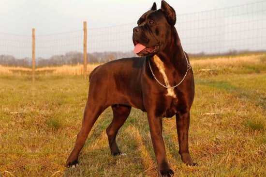 Cane Corso Hund