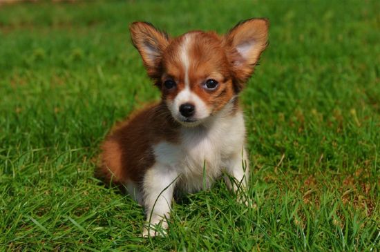 Bicolor Chihuahua Puppy picture