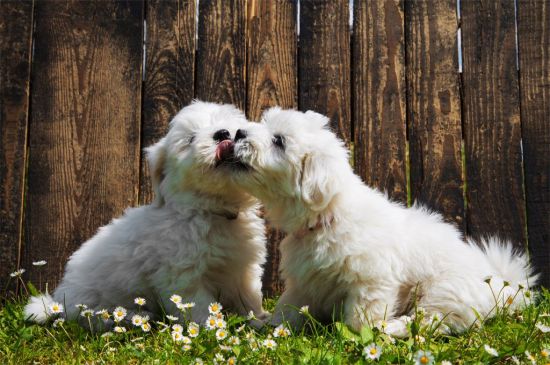 White Coton de Tulear Puppies picture