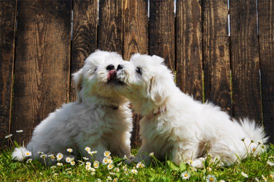 Coton de Tulear dog