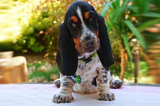 Basset Hound Hund