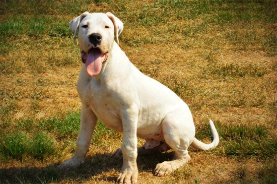 Dogo Argentino perro