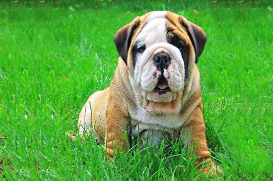 White with Markinsg English Bulldog picture