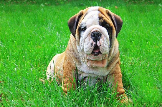 Englische Bulldogge Hund