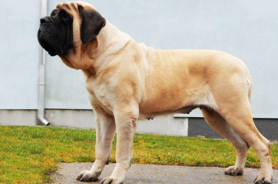 Englischer Mastiff Hund